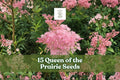 Queen of the Prairie Seeds, Pink, Filipendula rubra, Wildflower, Perennial, Pollinator-Friendly, Meadow Garden, 15 Seeds