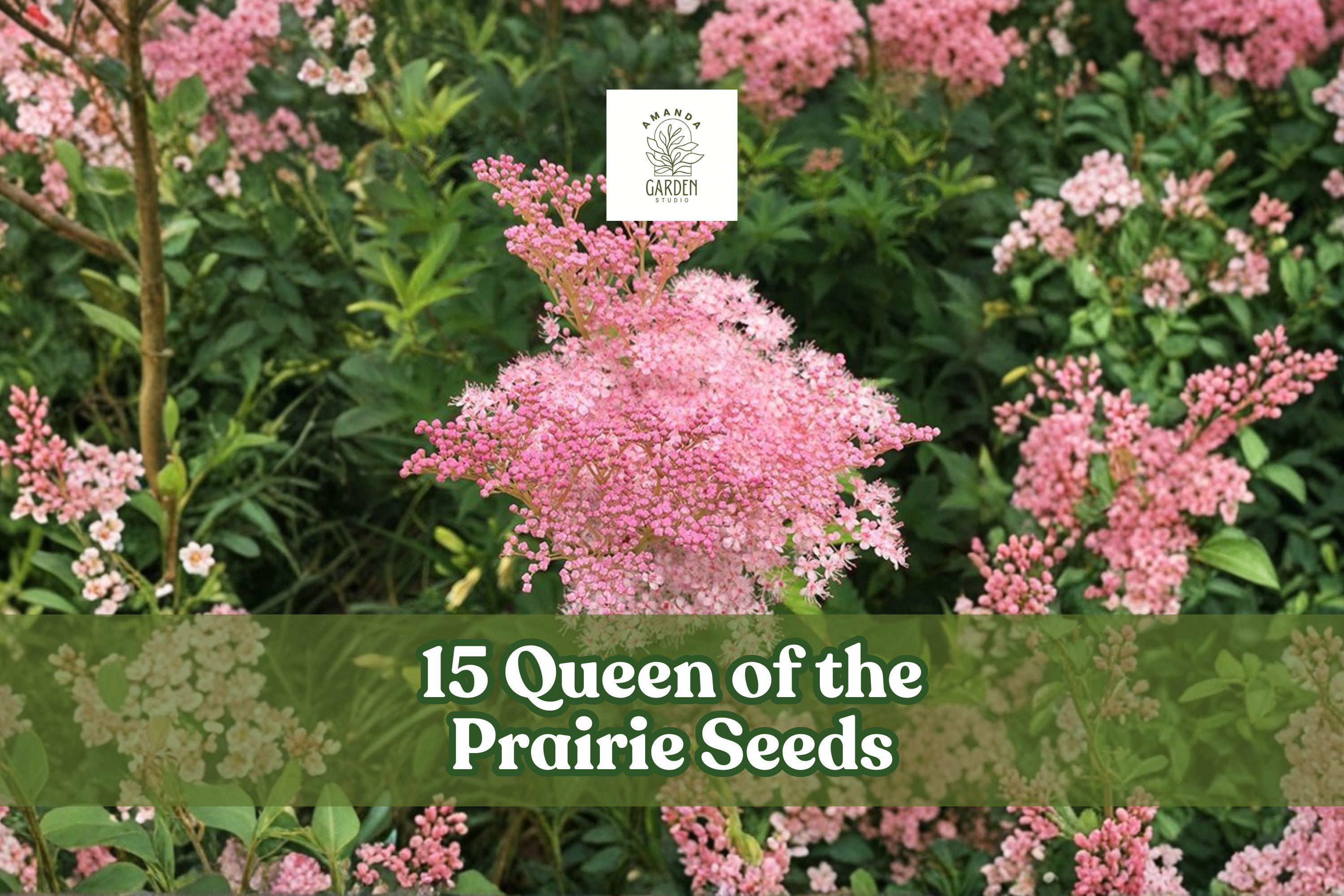 Queen of the Prairie Seeds, Pink, Filipendula rubra, Wildflower, Perennial, Pollinator-Friendly, Meadow Garden, 15 Seeds