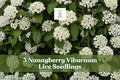 Nannyberry Viburnum Live Seedlings - 3 Plants, Viburnum lentago Shrubs for Landscaping, Hedges & Gardens