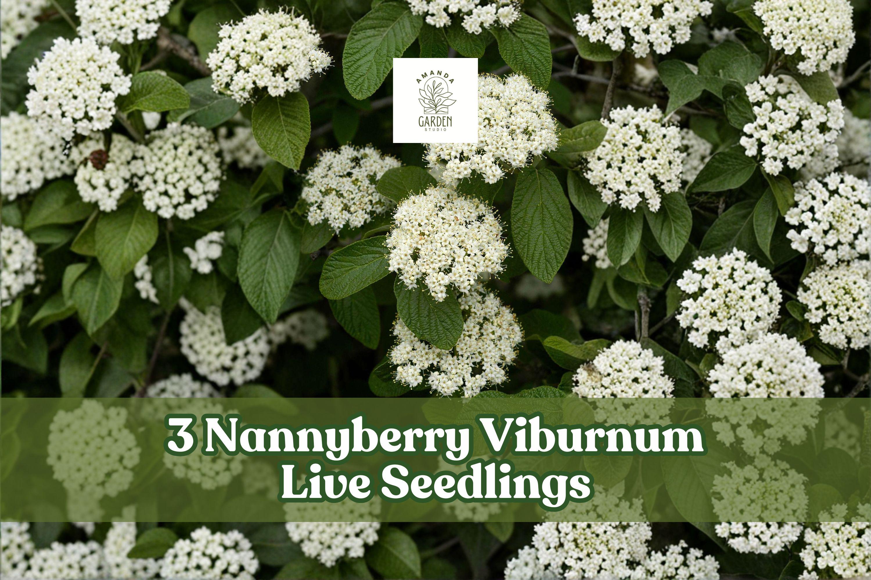 Nannyberry Viburnum Live Seedlings - 3 Plants, Viburnum lentago Shrubs for Landscaping, Hedges & Gardens