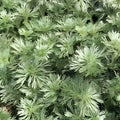 Silver Mound Artemisia Plant | Live Bare Root Artemisia schmidtiana | Drought-Tolerant Perennial with Silver Foliage for Borders & Rock Gardens