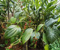 Black Pepper Live Starter Plant – Piper nigrum Tropical Climbing Vine for Indoor & Container Gardening