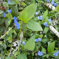 Commelina Diffusa Cuttings – Climbing Dayflower, Blue Flower Vine, Fast Growing Plant, 25+ Fresh Cuttings