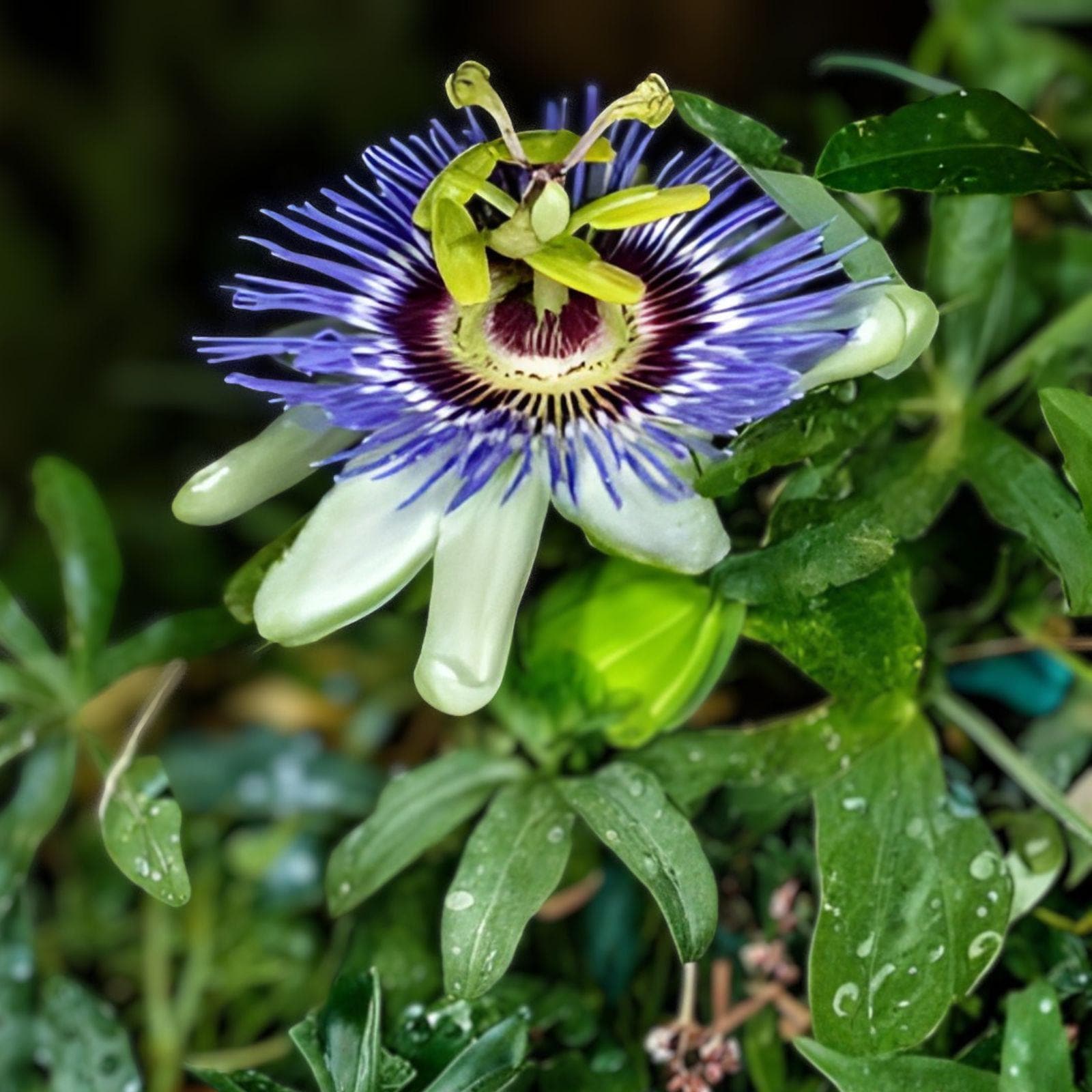 Passiflora Vine Cuttings, 10 Fresh Passionflower Clippings, Butterfly Host Plant, Exotic Climber, Passiflora (Passionflower Vine)