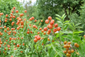 Soapberry Tree Seeds – Sapindus saponaria – Ornamental Deciduous Tree with Round Berries for Warm Climates
