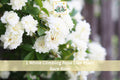 White Climbing Rose Bare Root Plant – 2-3 Ft Flowering Garden Vine with White Blooms, Climbing Rose Rosa spp.