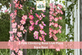 Pink Climbing Rose Live Plant Bare Root – 1-2 Ft Flowering Garden Vine Rosa spp.