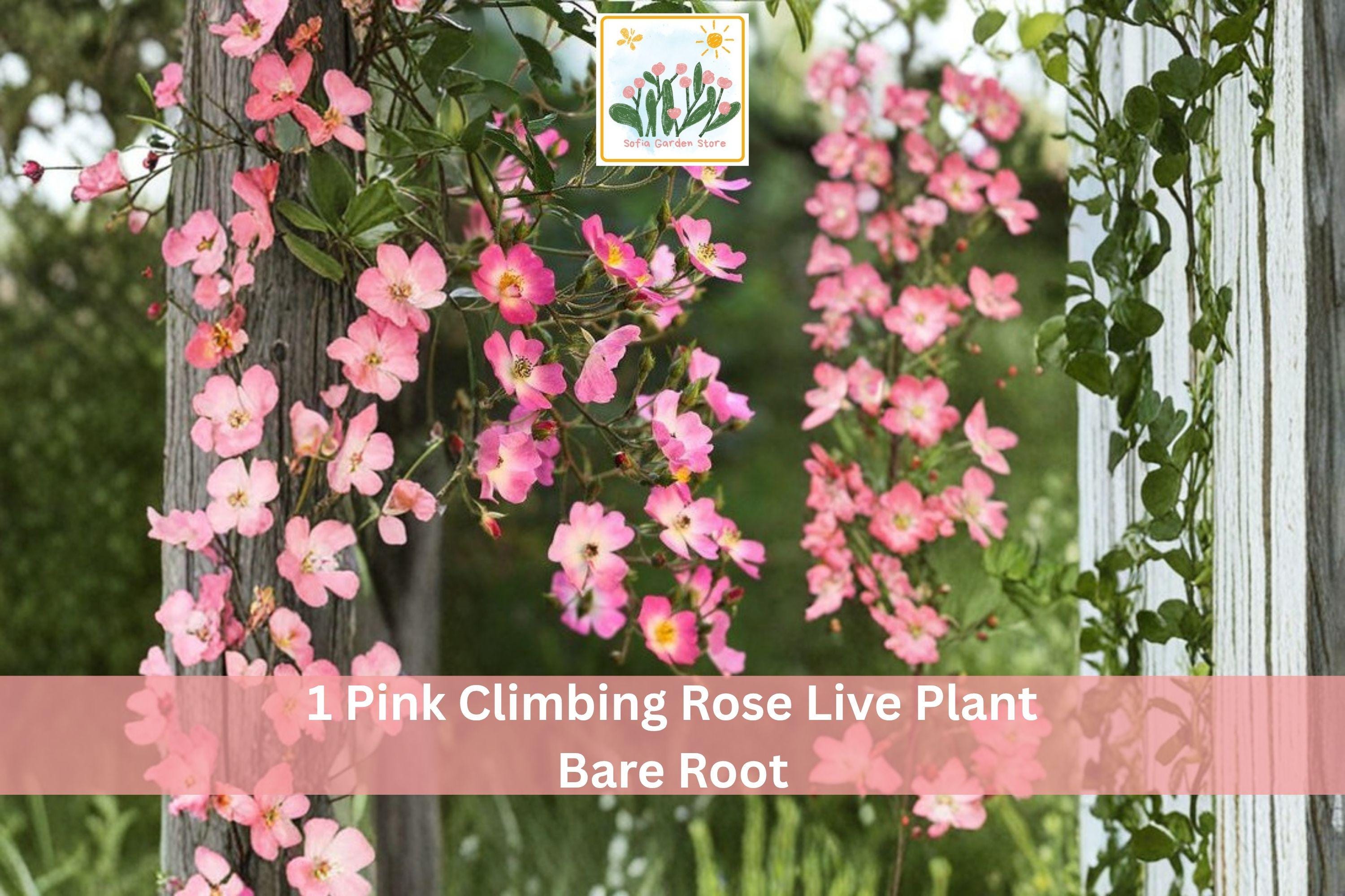 Pink Climbing Rose Live Plant Bare Root – 1-2 Ft Flowering Garden Vine Rosa spp.