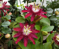 Lady Margaret Passion Flower Vine Live Starter Plant, Red Burgundy Passiflora Climbing Tropical, Vining Passionflower Plant