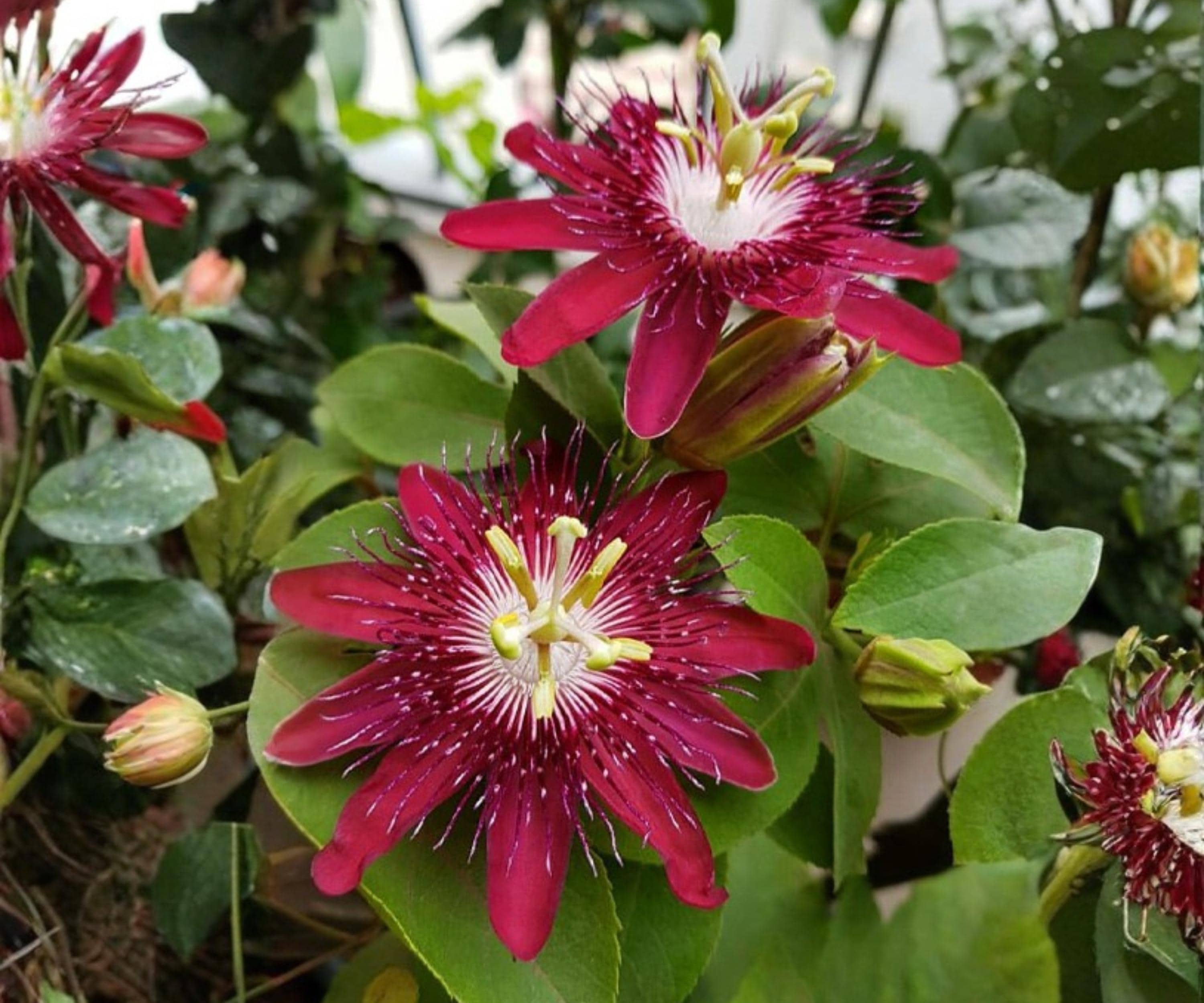 Lady Margaret Passion Flower Vine Live Starter Plant, Red Burgundy Passiflora Climbing Tropical, Vining Passionflower Plant
