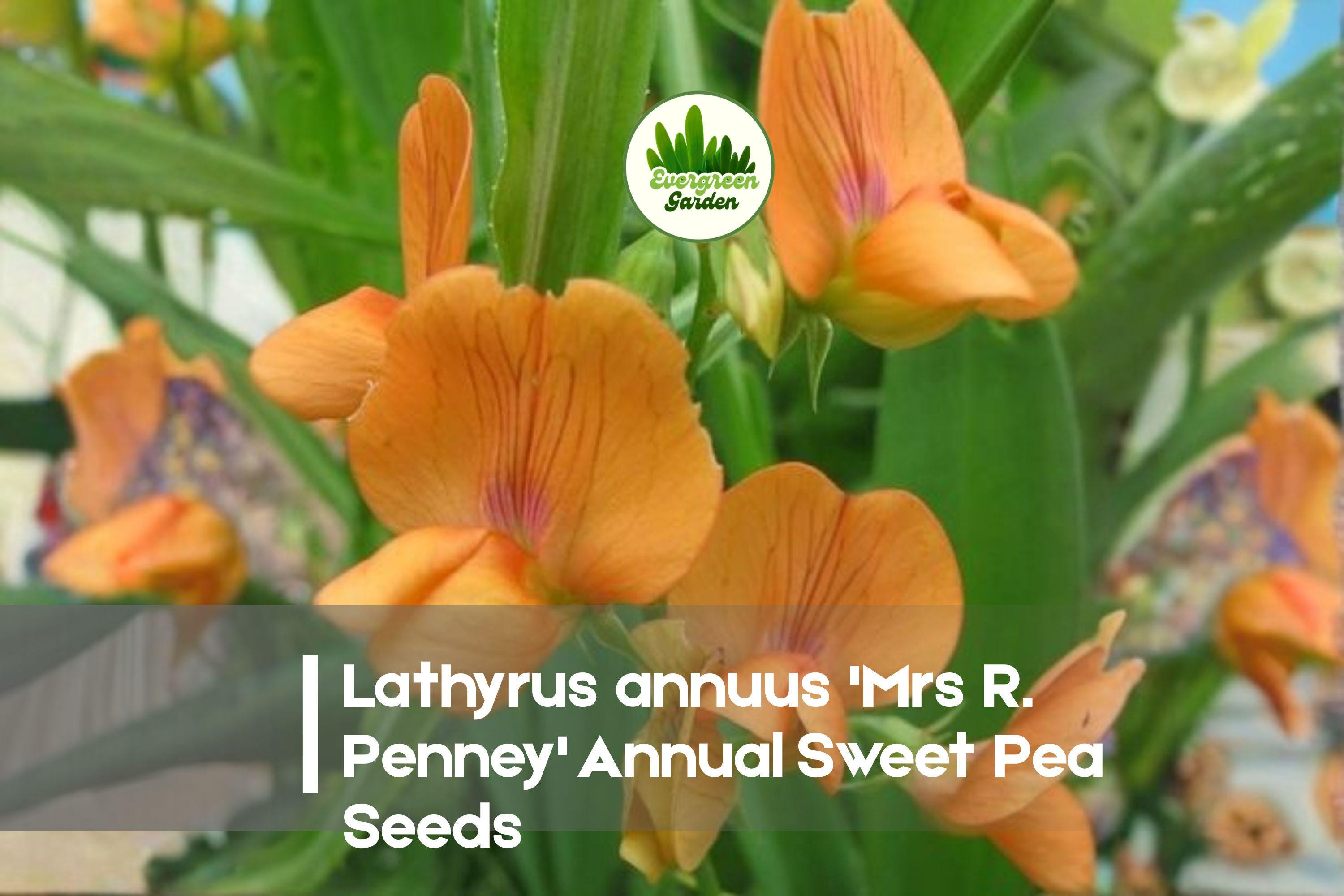 Lathyrus annuus 'Mrs R. Penney' Annual Sweet Pea Seeds – Soft Pink Climbing Flower for Cottage Gardens & Vertical Gardening