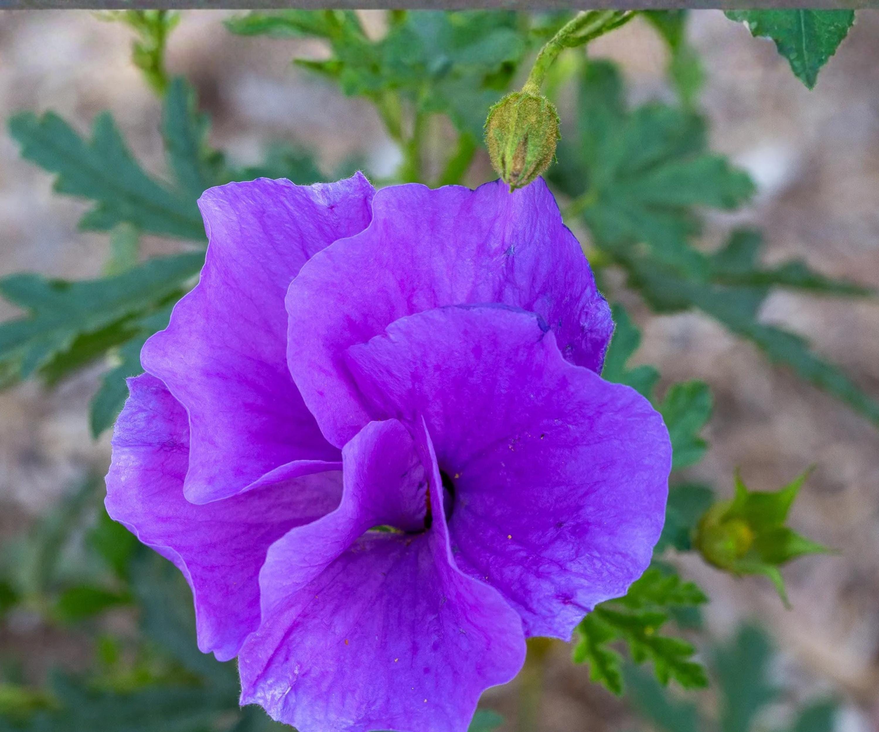 Blue Hibiscus Live Starter Plant – Alyogyne huegelii Purple Flowering Shrub for Garden, Container, Landscape