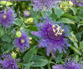 Maypop Passionflower Vine Live Starter Plant – Climbing Passiflora Incarnata Edible Fruit, Purple Flowers