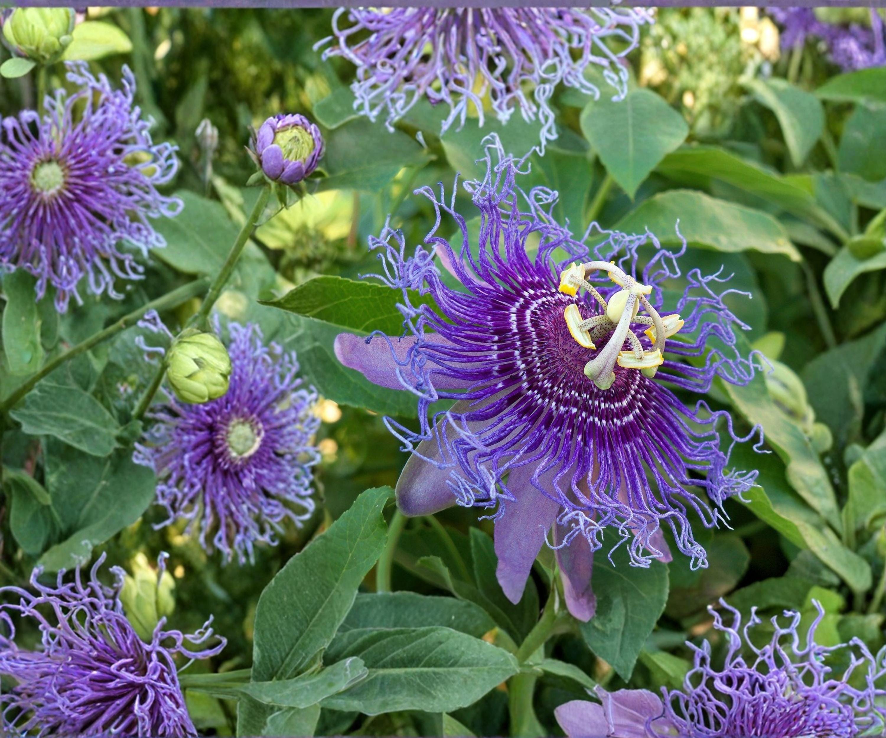 Maypop Passionflower Vine Live Starter Plant – Climbing Passiflora Incarnata Edible Fruit, Purple Flowers