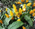 Golden Shrimp Plant Starter - Justicia brandegeana Tropical Yellow Flower Indoor Outdoor, Compact Live Plant