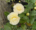 Camellia Japonica ‘Lemon Glow’ Live Plant – Yellow Pink Evergreen Flowering Shrub for Shade Gardens & Containers