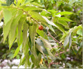 Jamaican Cherry Tree Live Starter Plant – Tropical Muntingia calabura Edible Fruit Tree