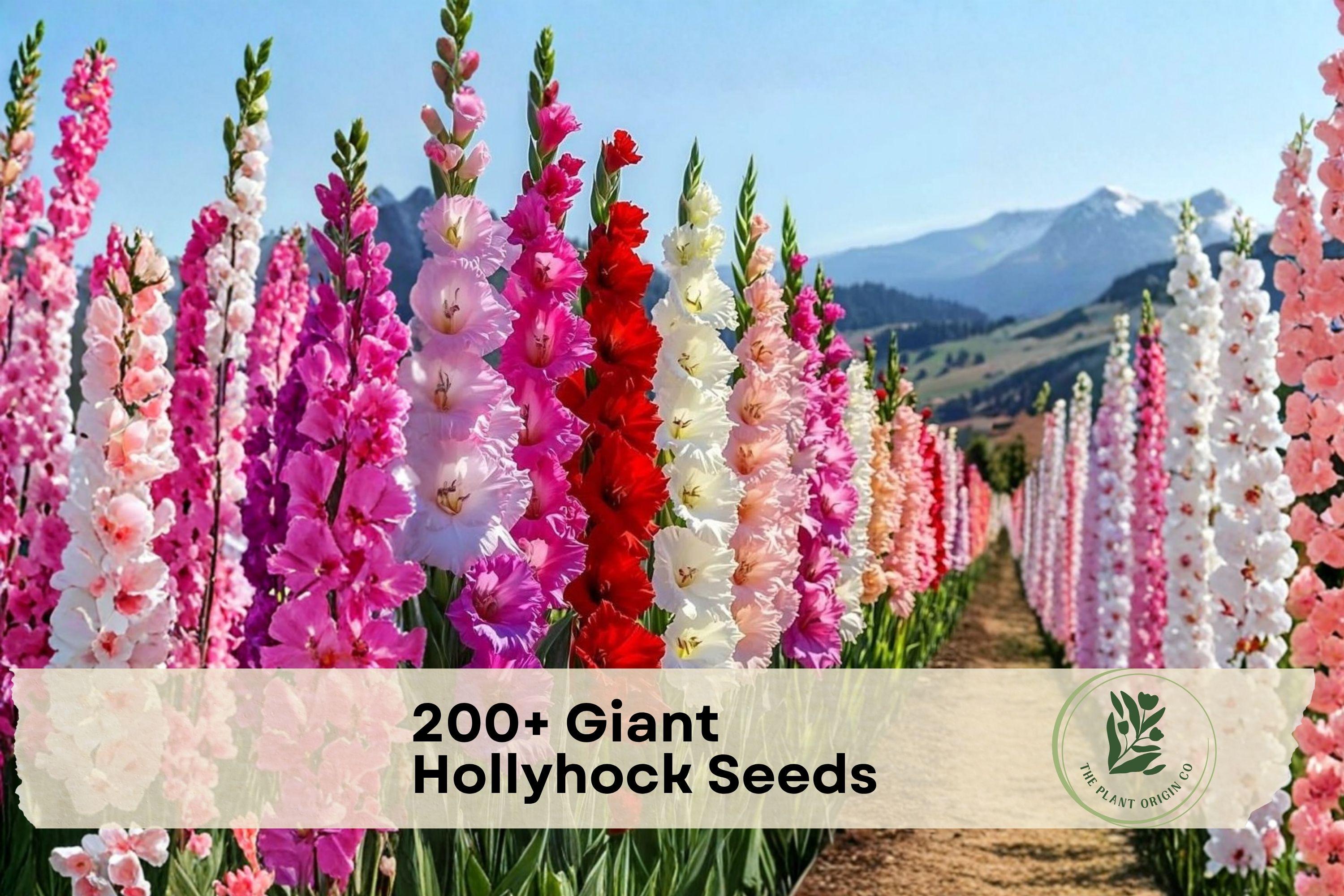 Giant Hollyhock Seeds - Alcea rosea, Mixed Colors, Tall Flower Spikes, Cottage Garden, 200+ Seeds