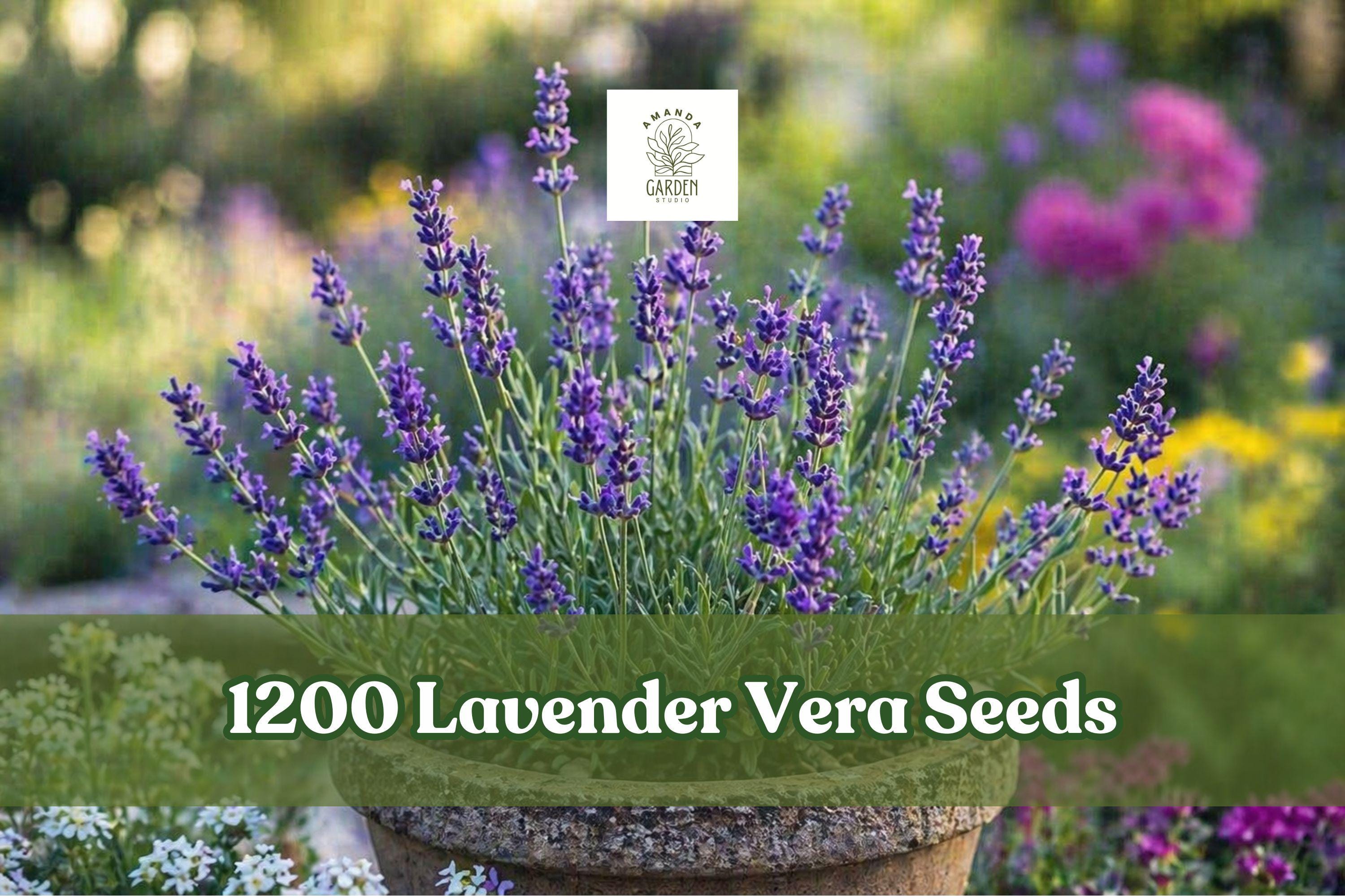 Lavender Vera Seeds, 1200+ Fragrant Purple Herb Seeds, Lavandula angustifolia, Perennial, Drought-Tolerant, Herb Garden, Container