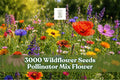 Wildflower Seeds Mix - 3000+ Seeds for Pollinator Gardens, Colorful Outdoor Flower Garden, Mixed Annuals & Perennials