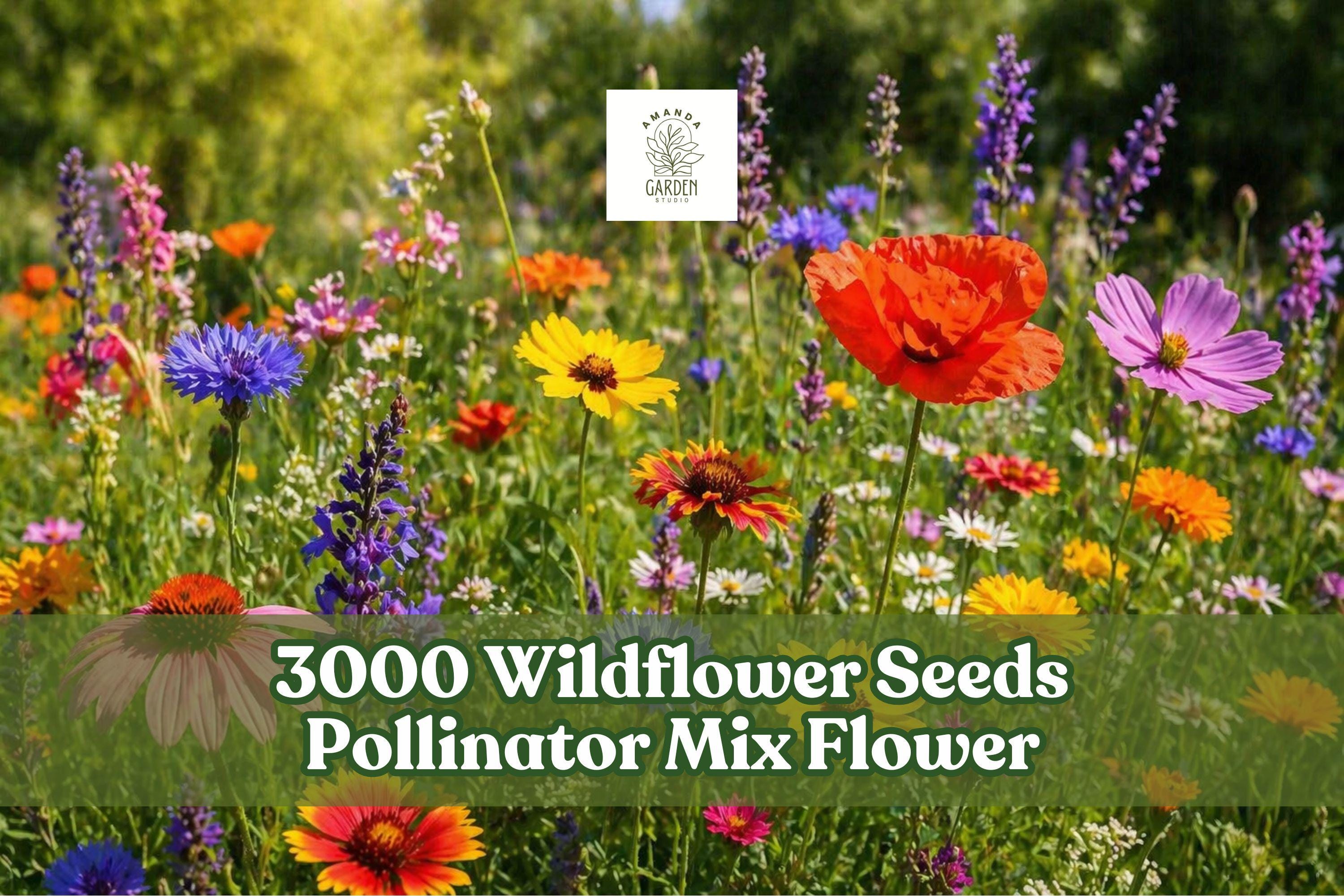 Wildflower Seeds Mix - 3000+ Seeds for Pollinator Gardens, Colorful Outdoor Flower Garden, Mixed Annuals & Perennials