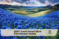 Dwarf Blue Cornflower Seeds, Bachelor Button, Blue, Annual, 200+ Premium Seeds for Garden, Borders, Containers