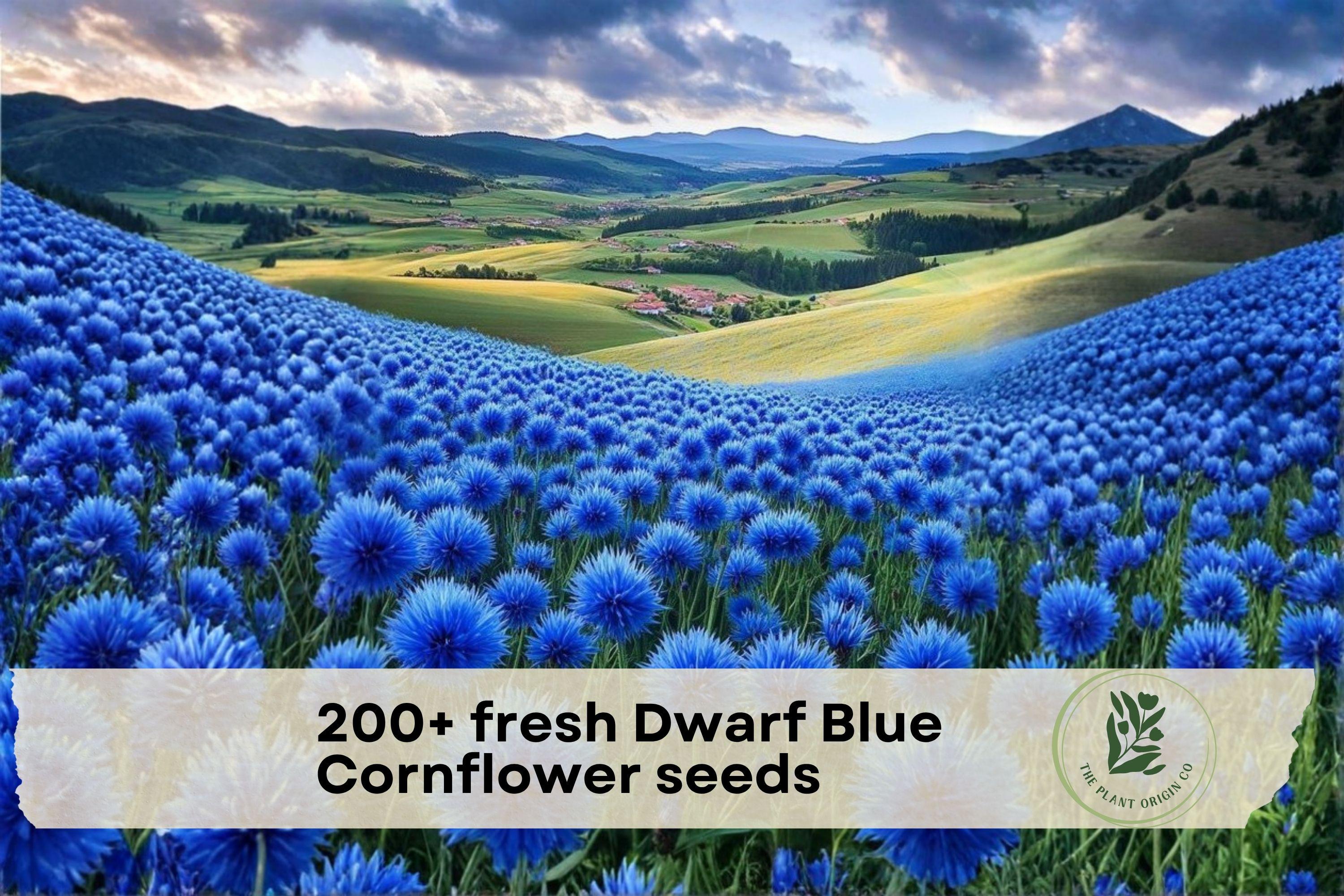 Dwarf Blue Cornflower Seeds, Bachelor Button, Blue, Annual, 200+ Premium Seeds for Garden, Borders, Containers