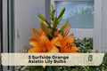 Surfside Orange Asiatic Lily Bulbs – Bright Orange Flowering Bulb for Garden Beds, Borders & Containers – Lilium Asiatic Hybrid