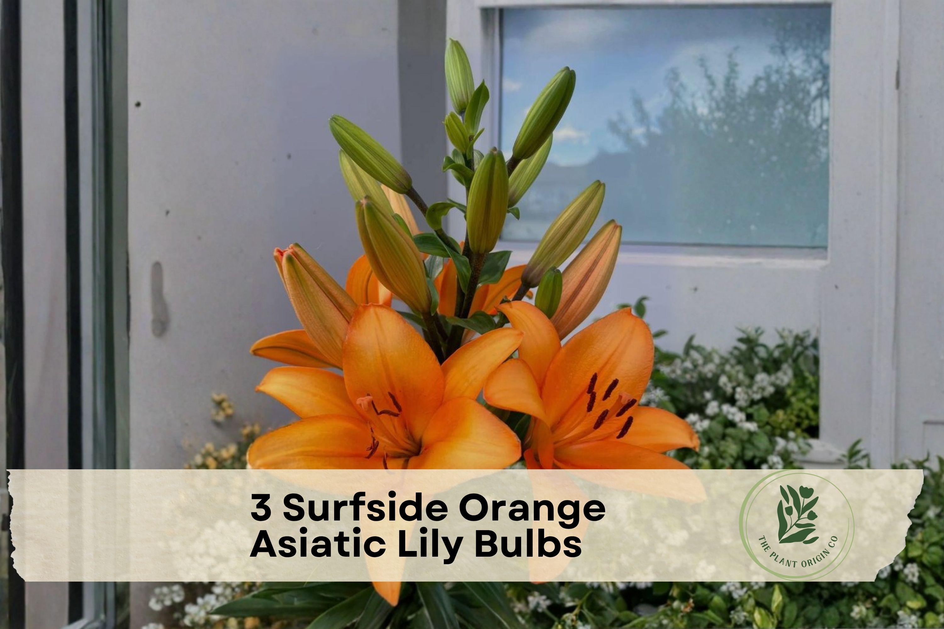 Surfside Orange Asiatic Lily Bulbs – Bright Orange Flowering Bulb for Garden Beds, Borders & Containers – Lilium Asiatic Hybrid
