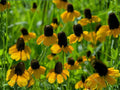 Clasping Coneflower Seeds, Rudbeckia amplexicaulis, Bright Yellow Flowers, Garden Bed & Border Plant, 100 Seeds