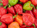 Caribbean Red Habanero Seeds – 25 Count, Hot Pepper Variety, Capsicum chinense, Small Red Fruits, High Heat Chili Seeds