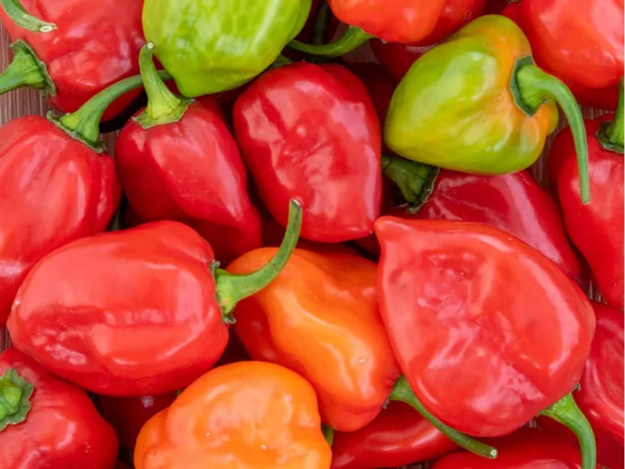 Caribbean Red Habanero Seeds – 25 Count, Hot Pepper Variety, Capsicum chinense, Small Red Fruits, High Heat Chili Seeds