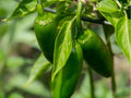 Sonora Pepper Seeds – 25 Count, Mild Hot Chili Variety, Elongated Fruits, Non-GMO Capsicum annuum for Cooking & Roasting