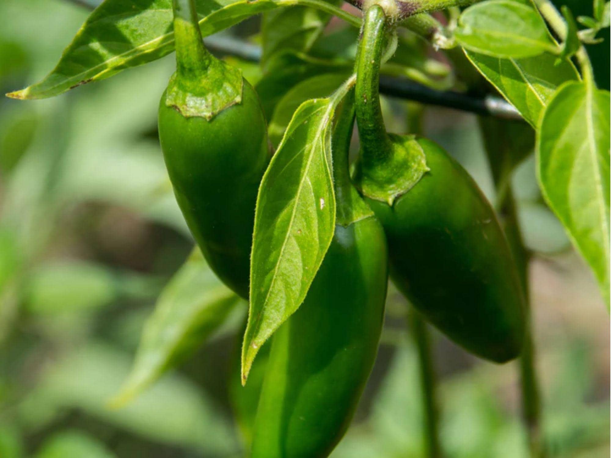 Sonora Pepper Seeds – 25 Count, Mild Hot Chili Variety, Elongated Fruits, Non-GMO Capsicum annuum for Cooking & Roasting