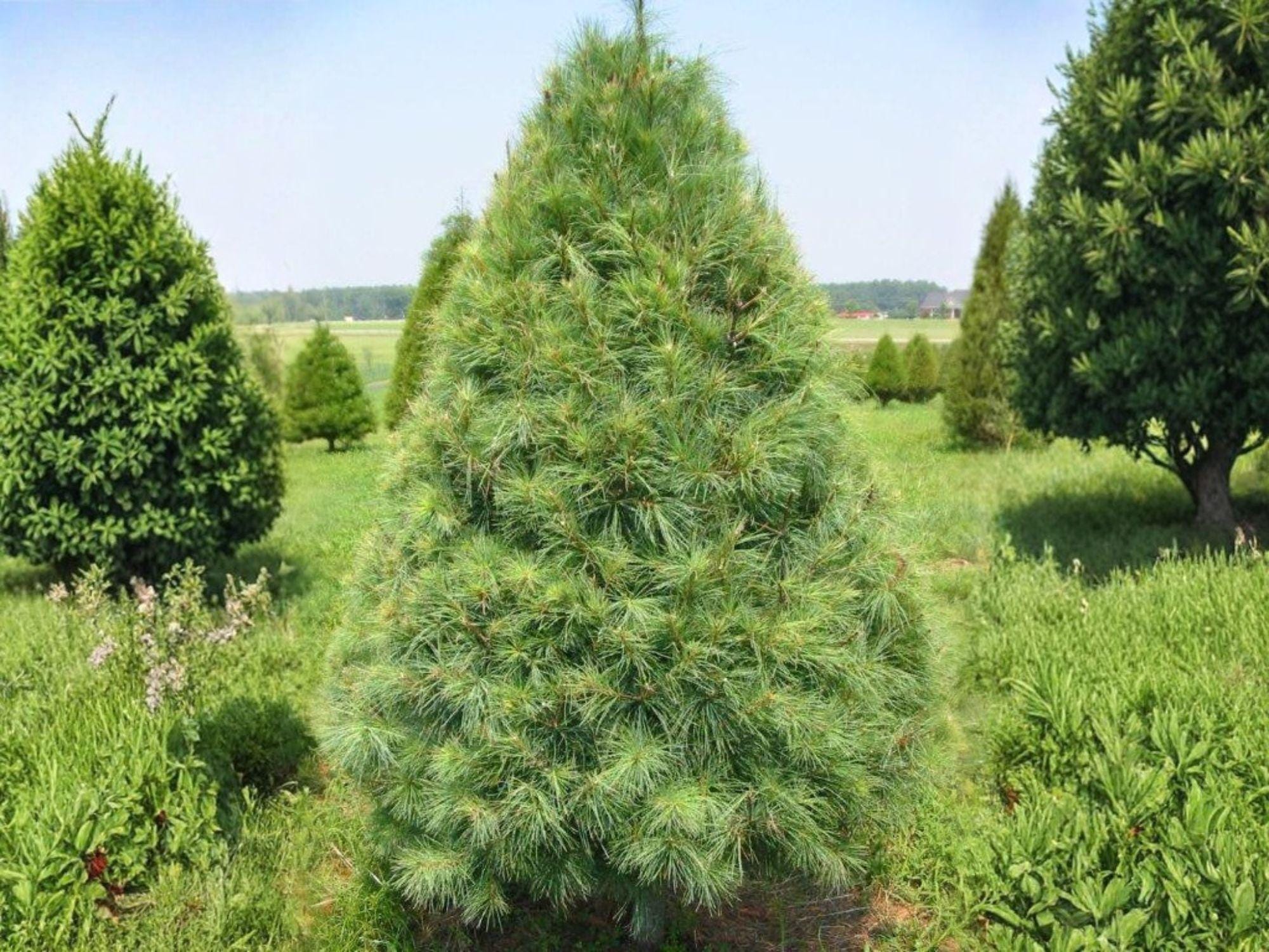 2 Eastern White Pine Seedlings – 2 ft Bare Root Evergreen Trees for Windbreaks & Landscaping – Pinus strobus