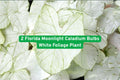 Florida Moonlight Caladium Bulbs – White Foliage Tropical Plant for Shade Gardens & Containers, Caladium bicolor