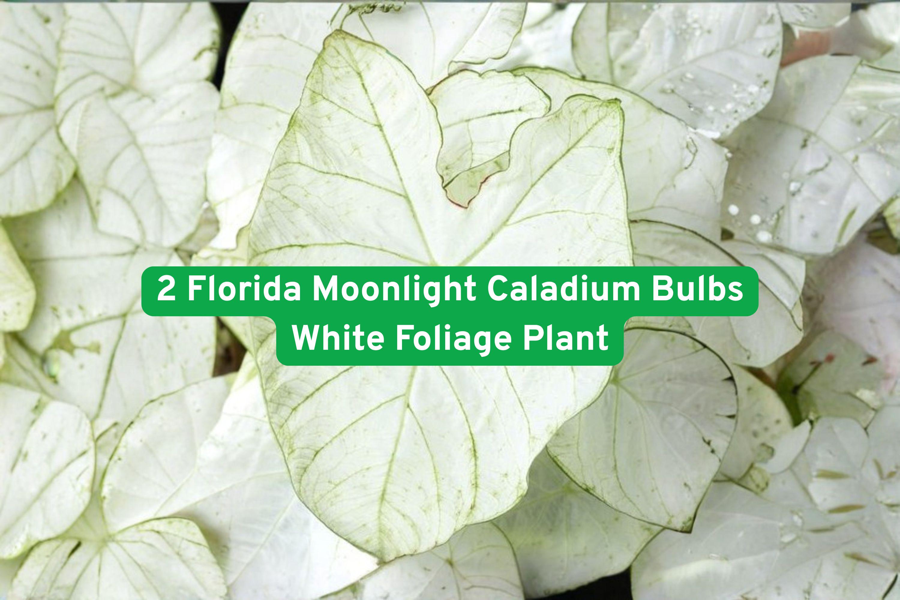 Florida Moonlight Caladium Bulbs – White Foliage Tropical Plant for Shade Gardens & Containers, Caladium bicolor