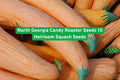 North Georgia Candy Roaster Seeds | Heirloom Winter Squash | Cucurbita maxima | Sweet Flavor & Long Storage