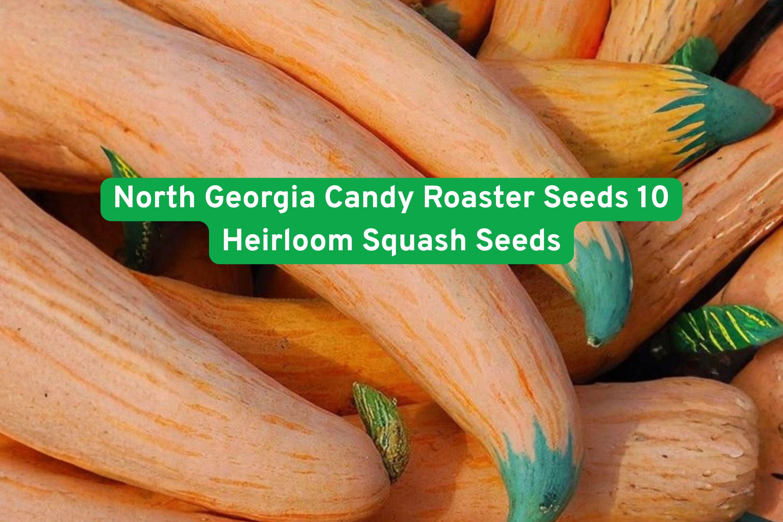 North Georgia Candy Roaster Seeds | Heirloom Winter Squash | Cucurbita maxima | Sweet Flavor & Long Storage