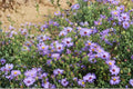 Smooth Blue Aster Seeds – Native Wildflower with Lavender Blooms, Symphyotrichum laeve, Drought Tolerant, Pollinator Friendly, 100 Seeds