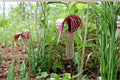 Jack-in-the-Pulpit Seeds – Arisaema triphyllum Herbaceous Perennial for Shade Gardens, Woodland, Naturalized Areas