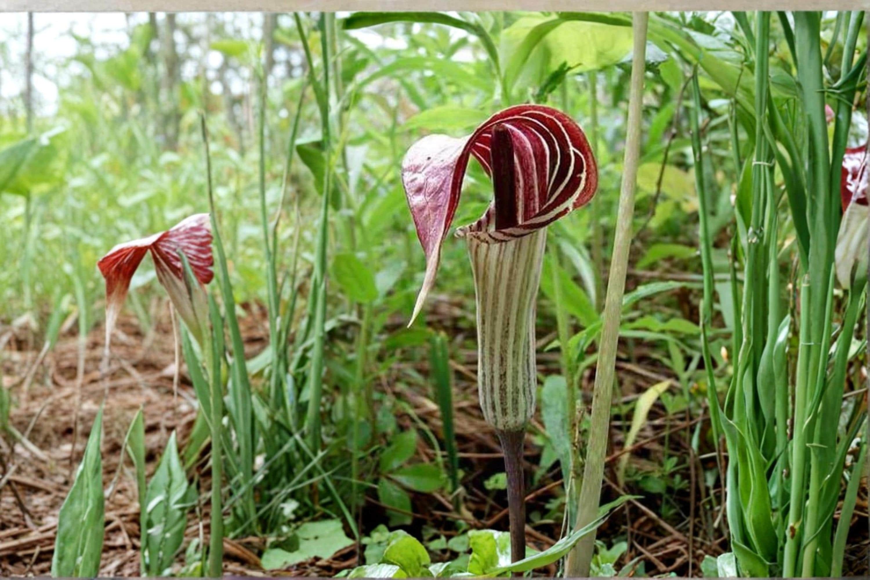 Jack-in-the-Pulpit Seeds – Arisaema triphyllum Herbaceous Perennial for Shade Gardens, Woodland, Naturalized Areas