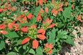Fire on the Mountain Herbaceous Annual Seeds – Euphorbia cyathophora, Red and White Bracts, Wildflower & Border Plant