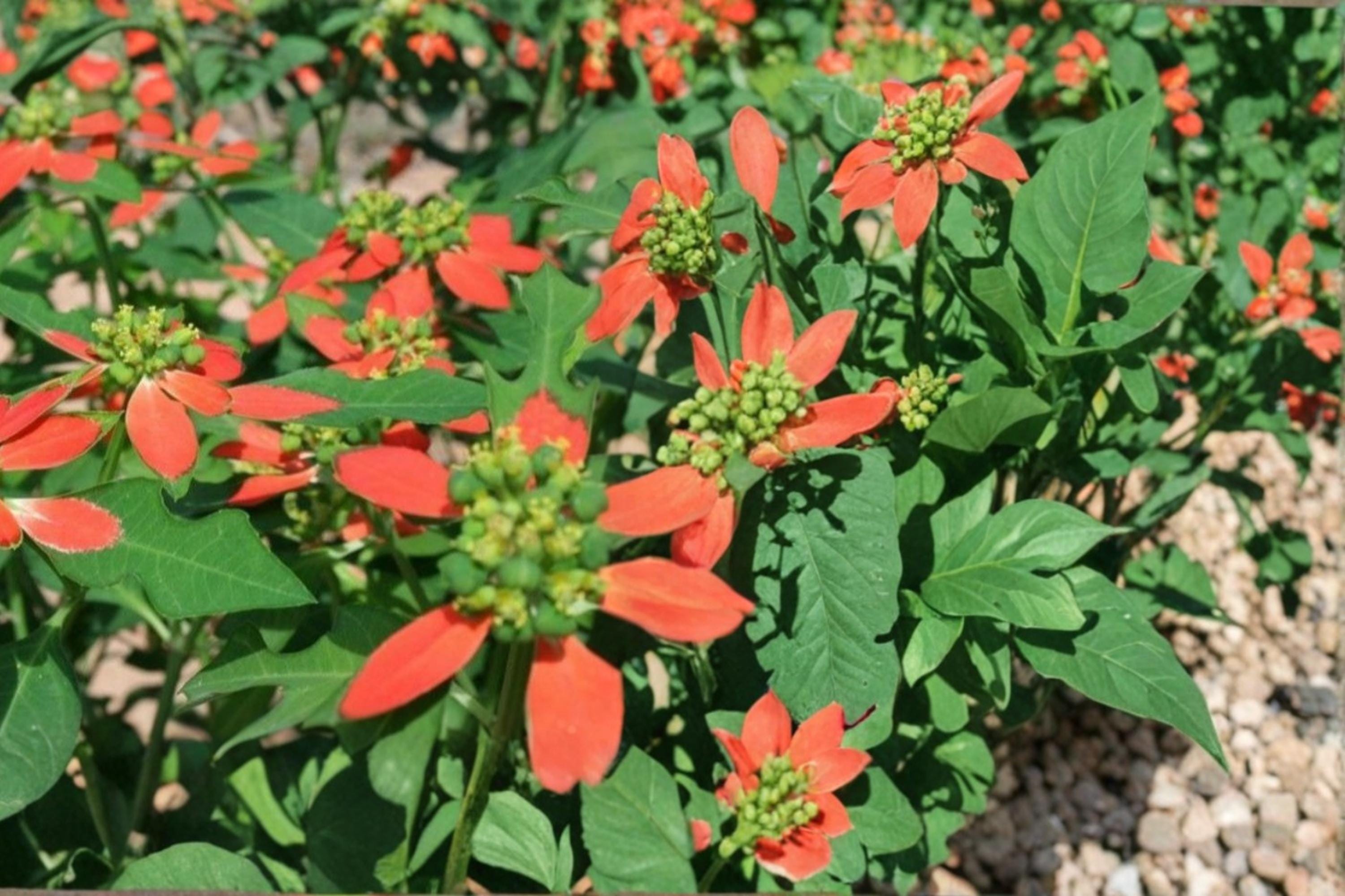 Fire on the Mountain Herbaceous Annual Seeds – Euphorbia cyathophora, Red and White Bracts, Wildflower & Border Plant