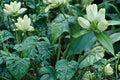 Cream Gentian Seeds – Gentiana flavida Herbaceous Perennial with Pale Yellow to Cream Flowers, Native Wildflower Seed
