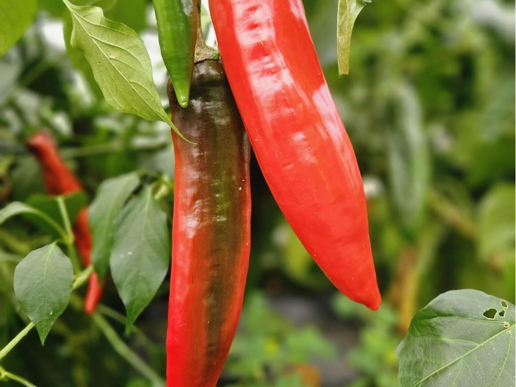 Barker Chili Pepper Seeds – 25 Count, New Mexico Hot Variety, Capsicum annuum, Roasting and Cooking, Warm-Season Garden Plant