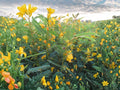 Partridge Pea Seeds, Bright Yellow Flowers, Chamaecrista Fasciculata, Natural Garden Plant, 100 Seeds