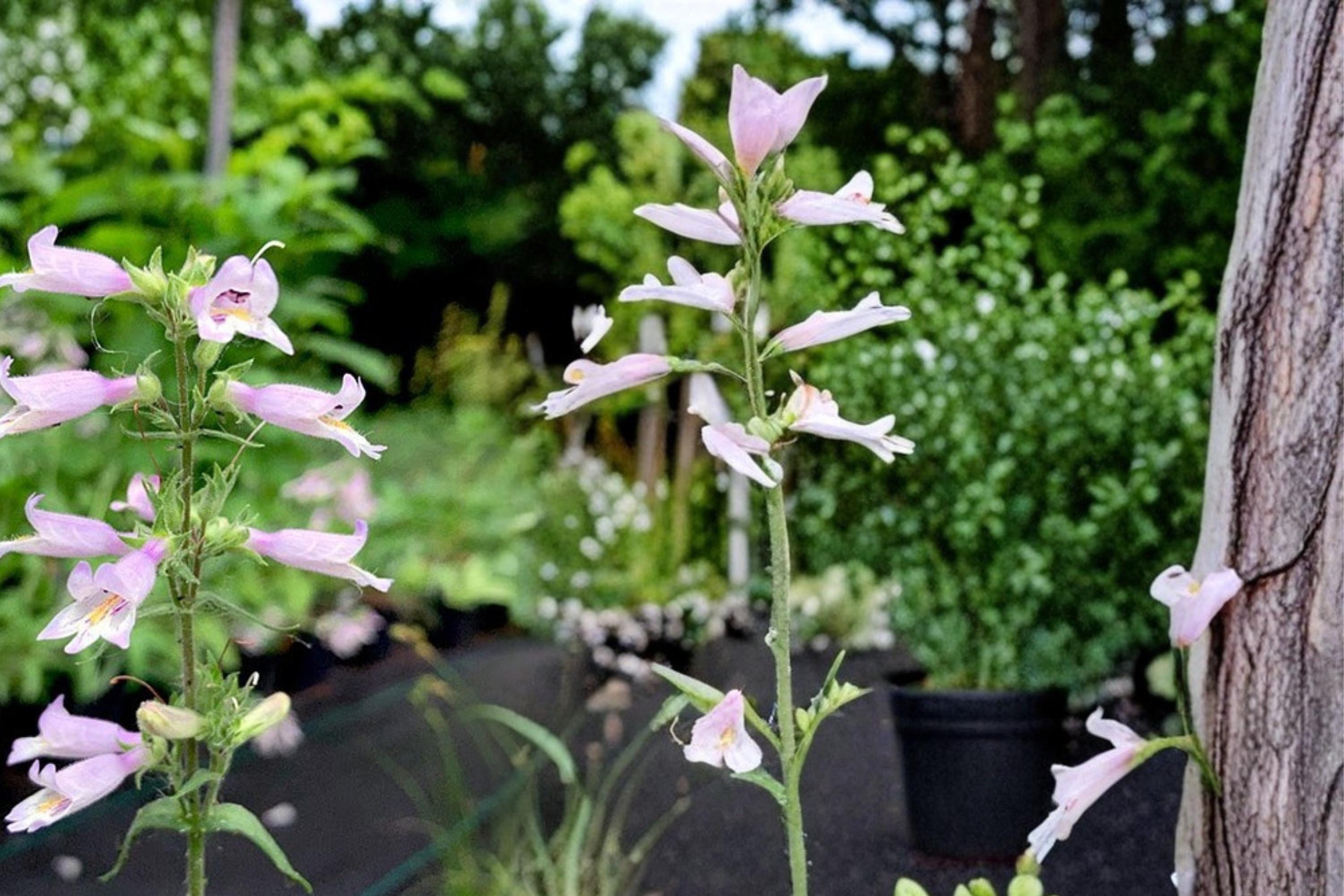 Slender Beardtongue Seeds – Penstemon gracilis Herbaceous Perennial with Pale Purple to Blue Tubular Flowers, 100 Seeds