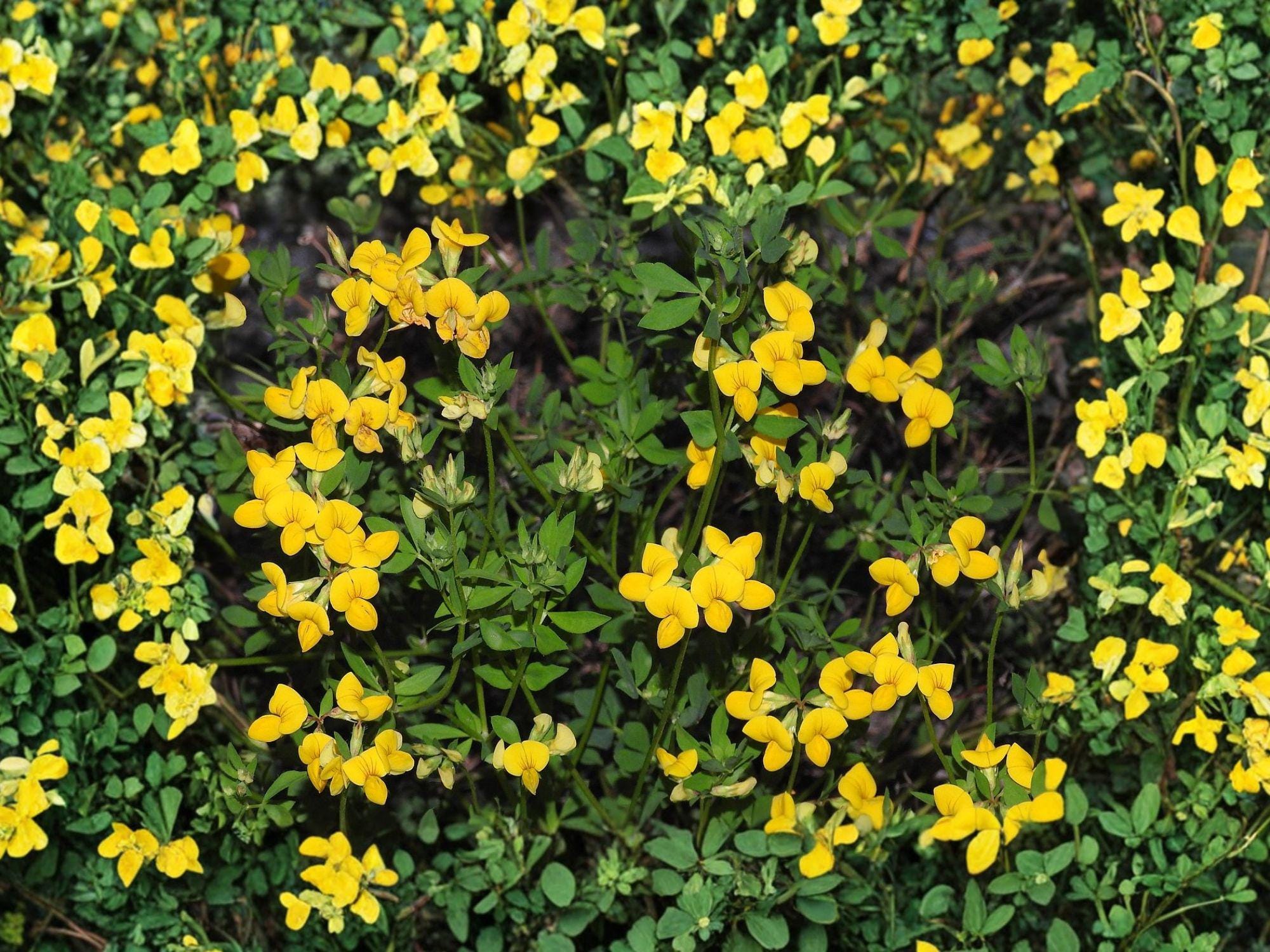Bird’s Foot Trefoil Seeds | Lotus Corniculatus Groundcover | Yellow Flowers with Orange Tones | 100 Seeds