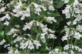 Pale Beardtongue Seeds – Penstemon pallidus – Native Perennial with Pale Lavender to Pink Tubular Flowers, Wildflower & Prairie Plant